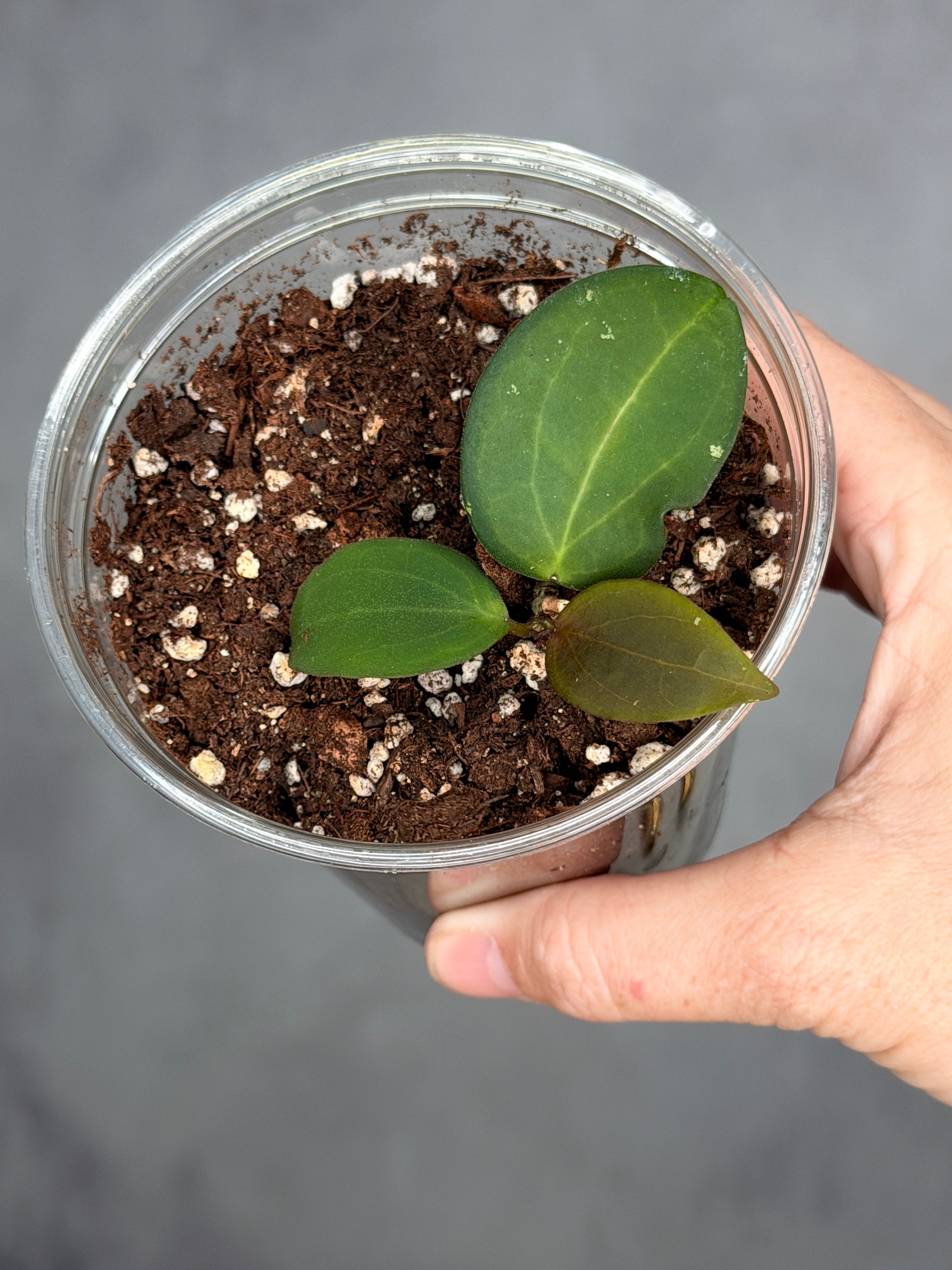 Hoya 'Aramelon UPT012