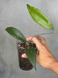 Hoya clemensorium (green leaf)