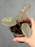 Hoya carnosa ‘Wilbur Graves’ (Silver)