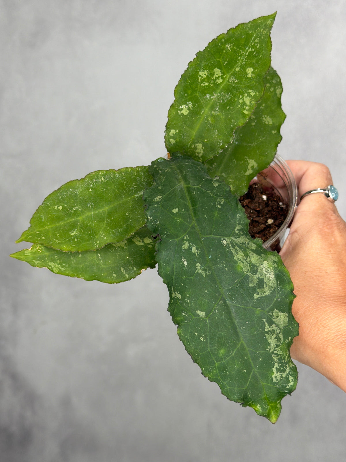 Hoya undulata