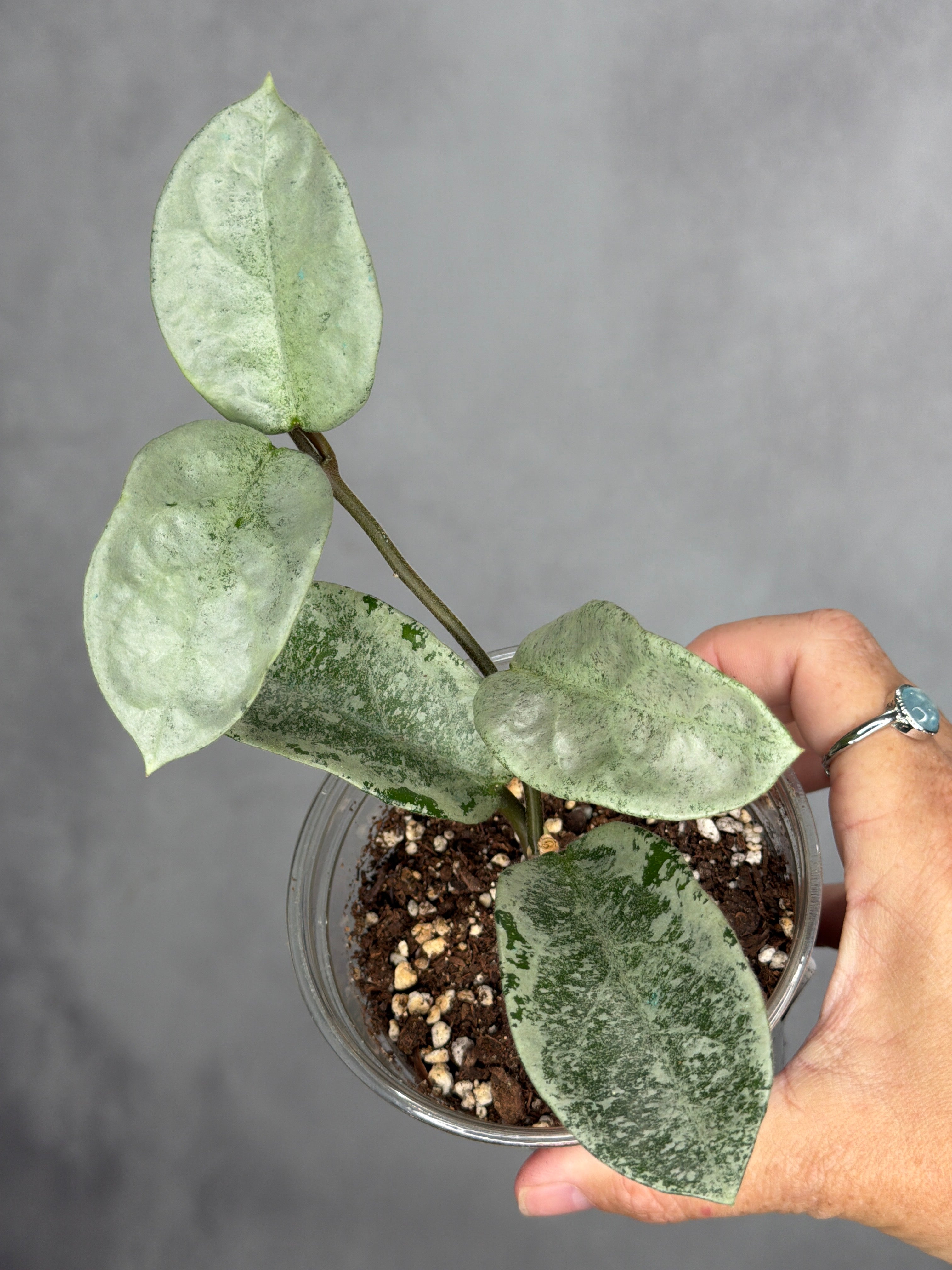 Hoya carnosa 'Nova Ghost'