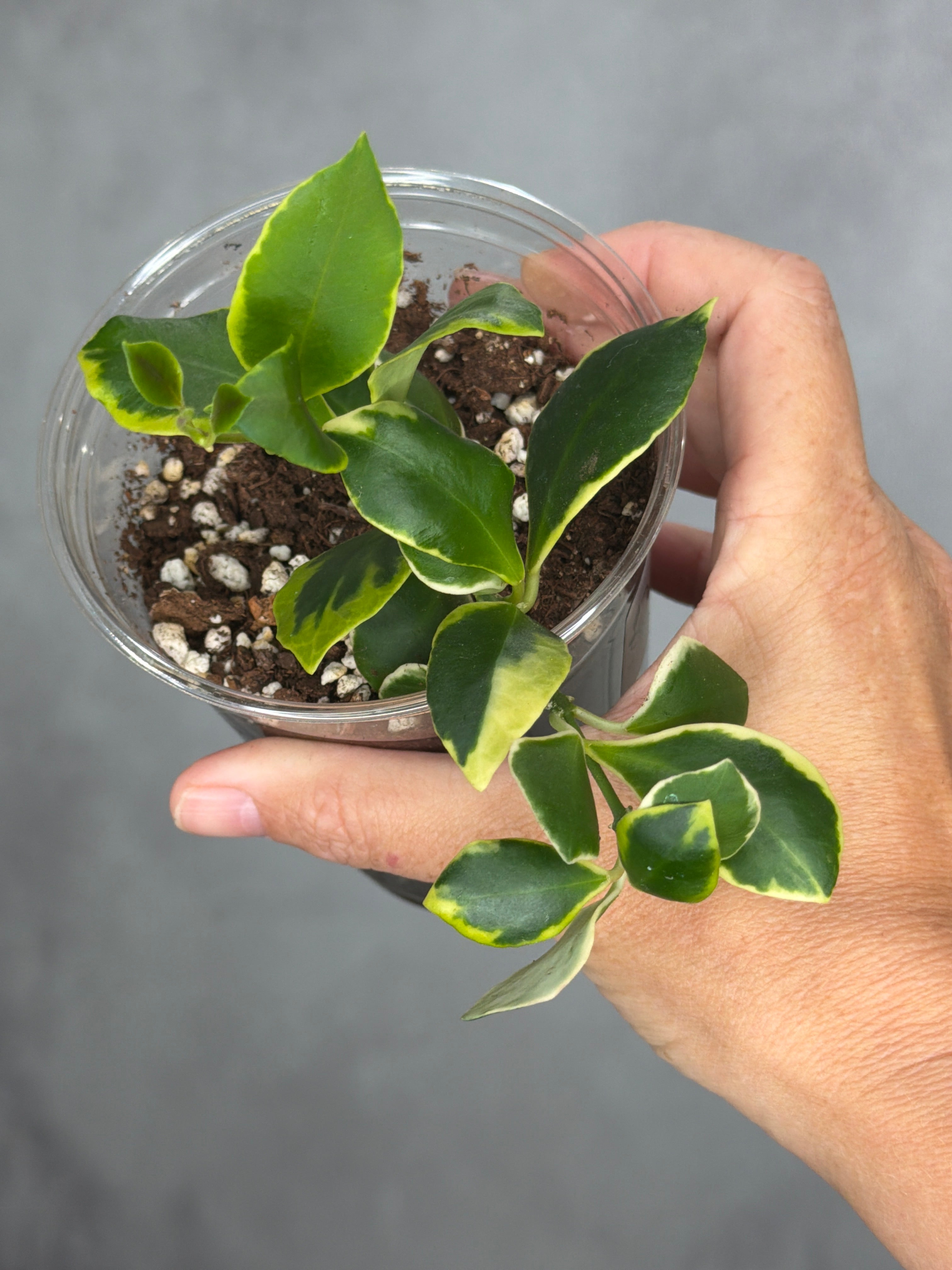 Hoya heuschkeliana (outer variegated)