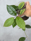 Hoya MB 1594c 'Florida'