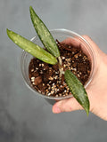 Hoya sp. Loei Province