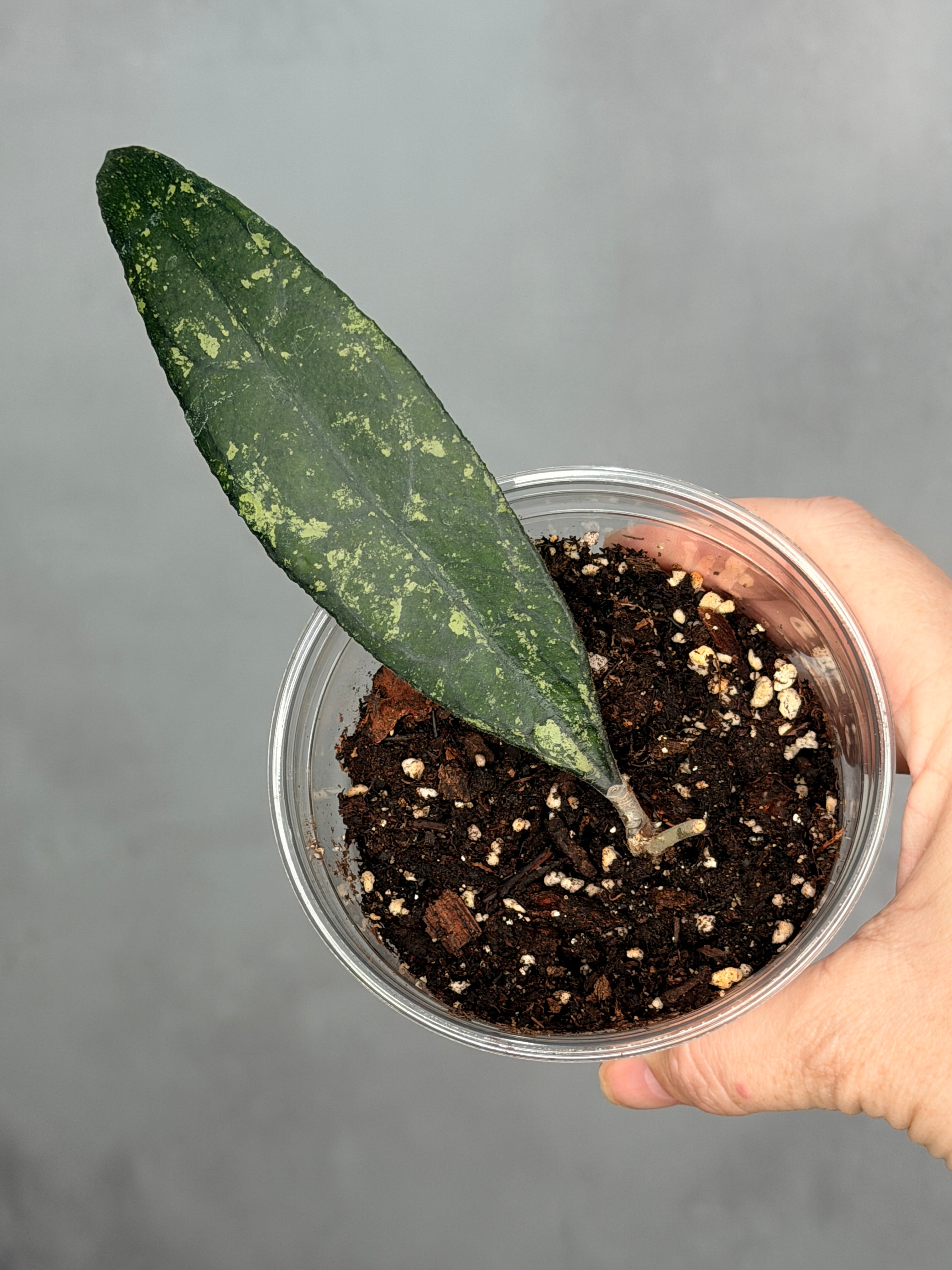 Hoya clemensorium