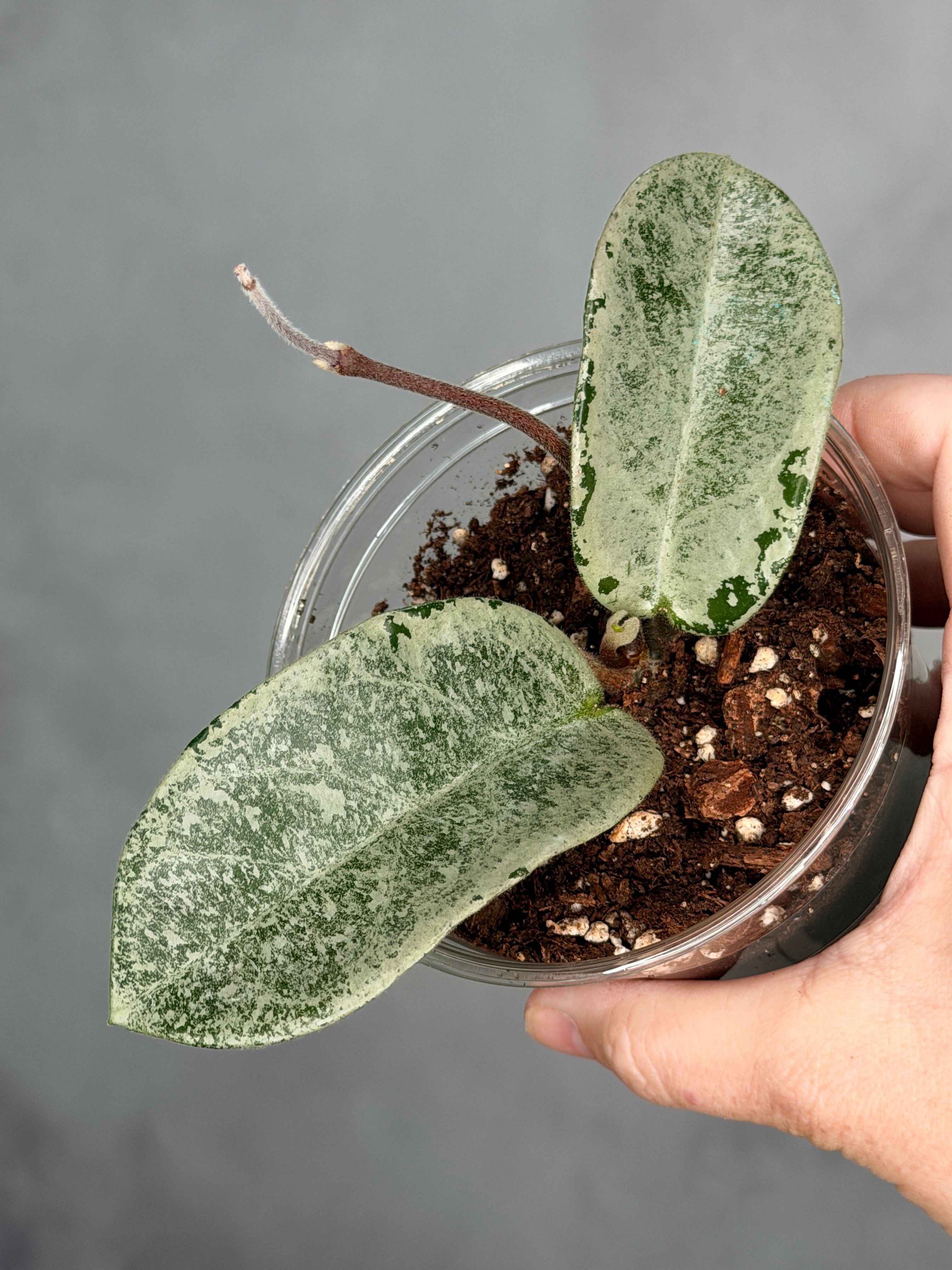 Hoya carnosa 'Nova Ghost'