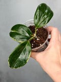 Hoya quinquenervia ‘Little Plu’