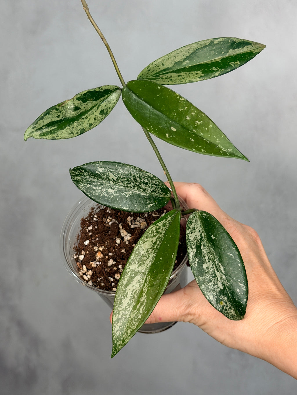 Hoya pubicalyx (splash)