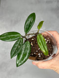 Hoya salweenica
