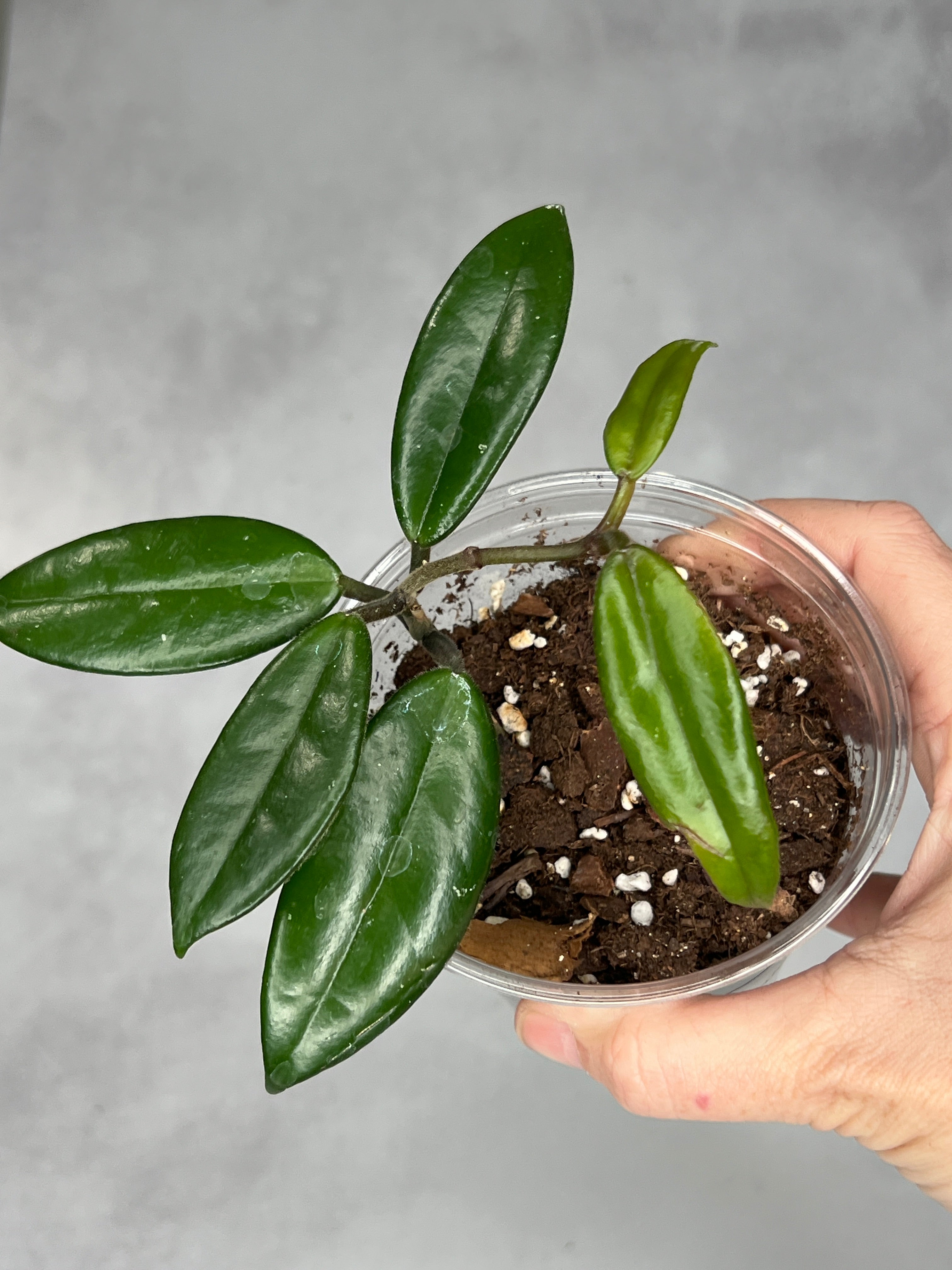 Hoya salweenica