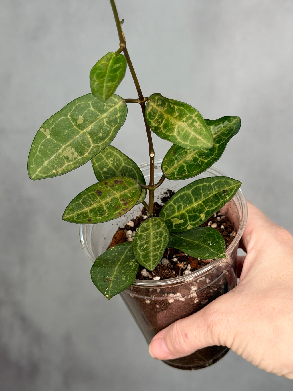 Hoya elliptica (splash)