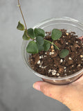 Hoya obcordata