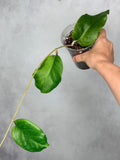 Hoya sp. Priktai