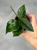 Hoya pottsii (splash)