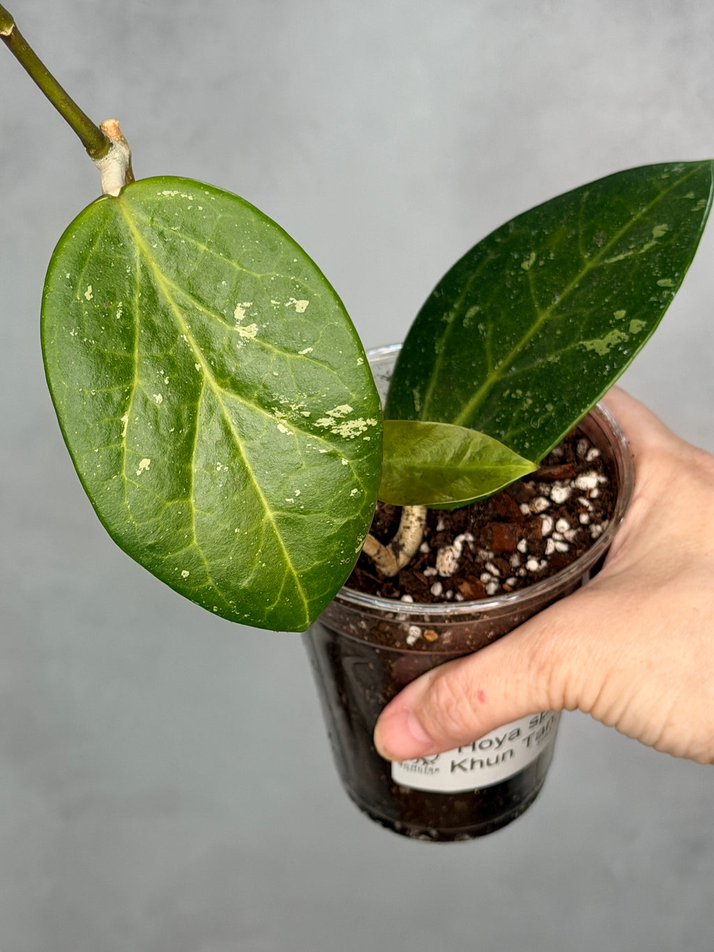 Hoya sp. Khun Tan
