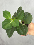Hoya subquintuplinervis