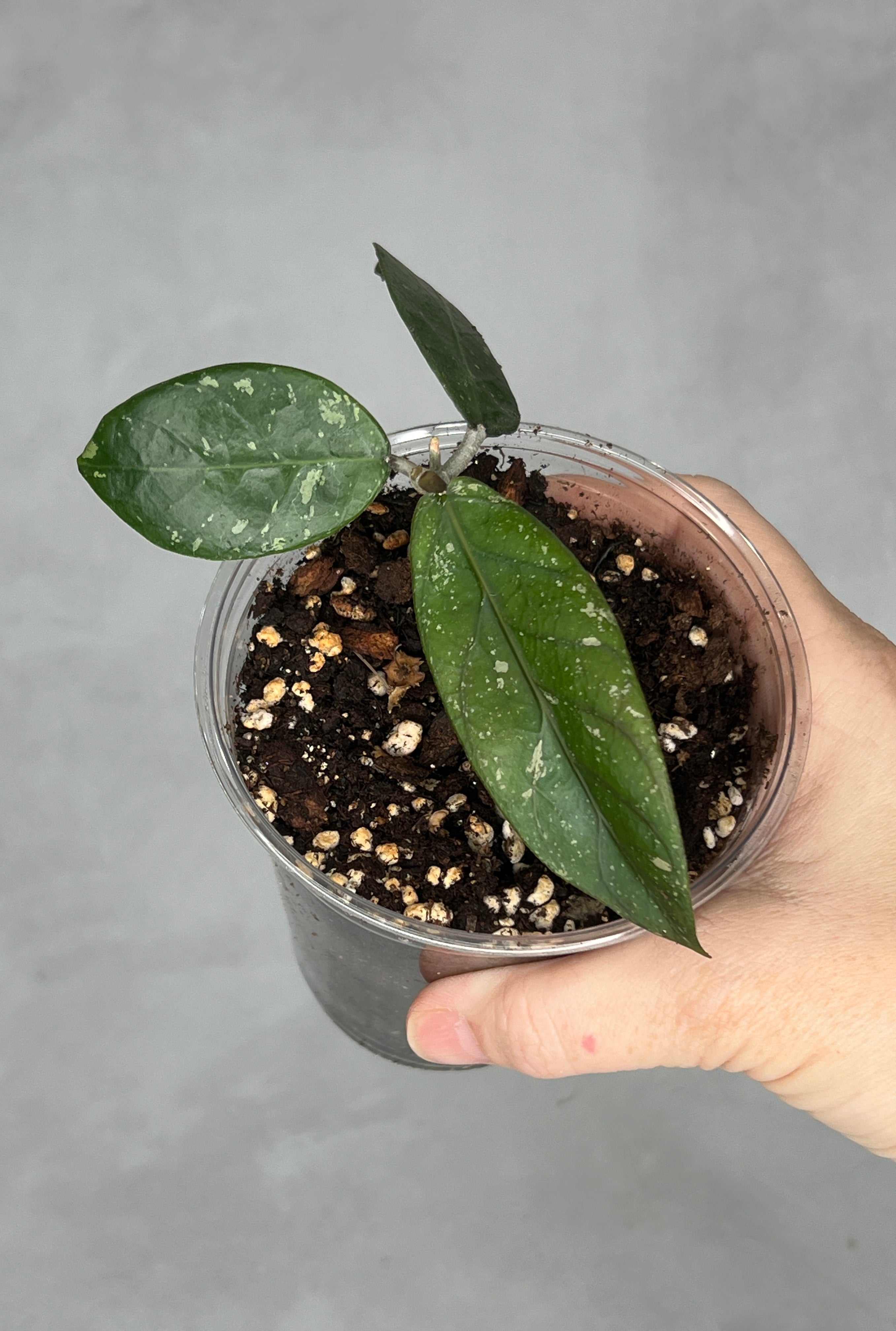 Hoya sp Aceh (Gayo Lues)
