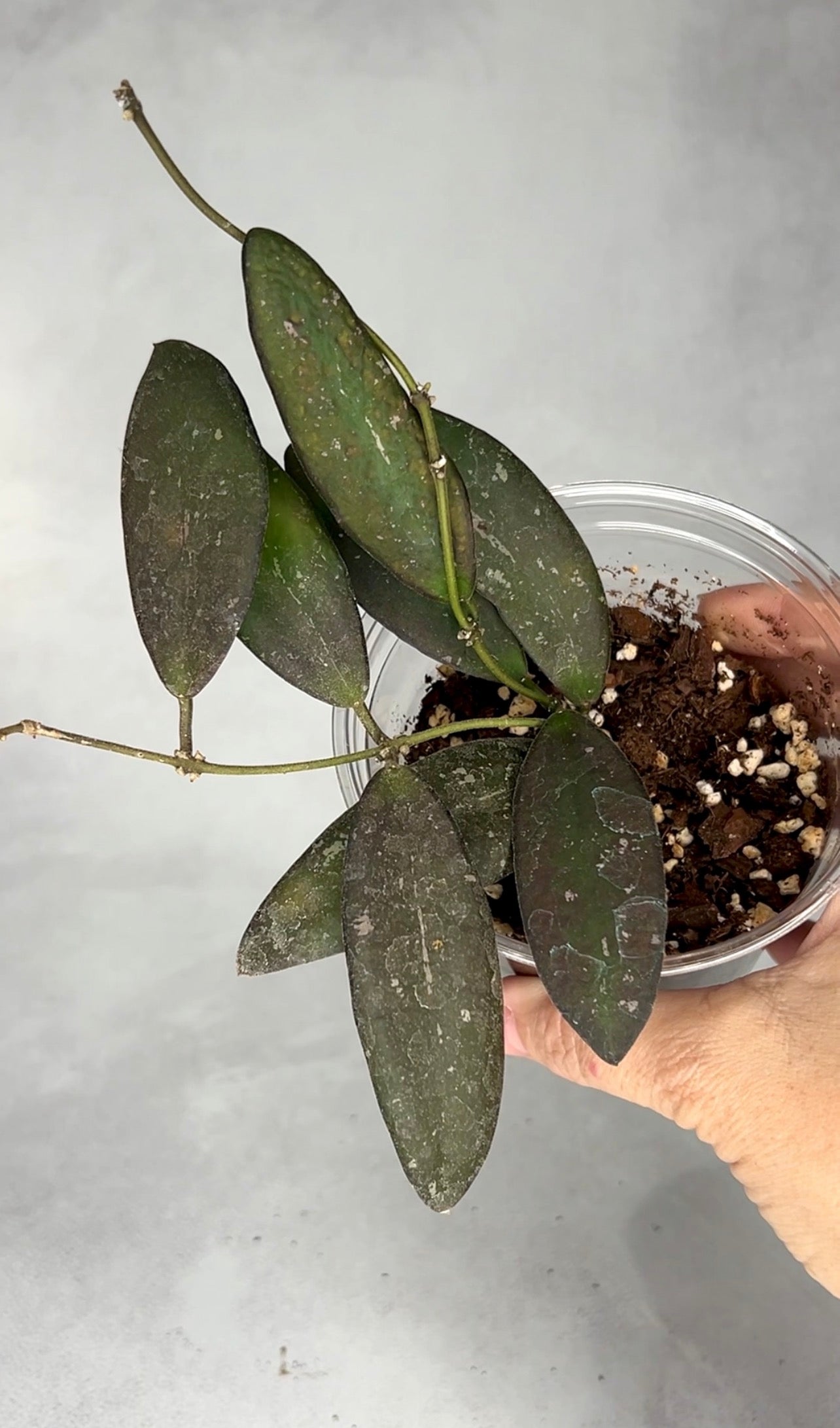 Hoya sigilatis ‘Dragonfly’