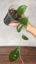 Hoya fitchii orange x fusco marginata