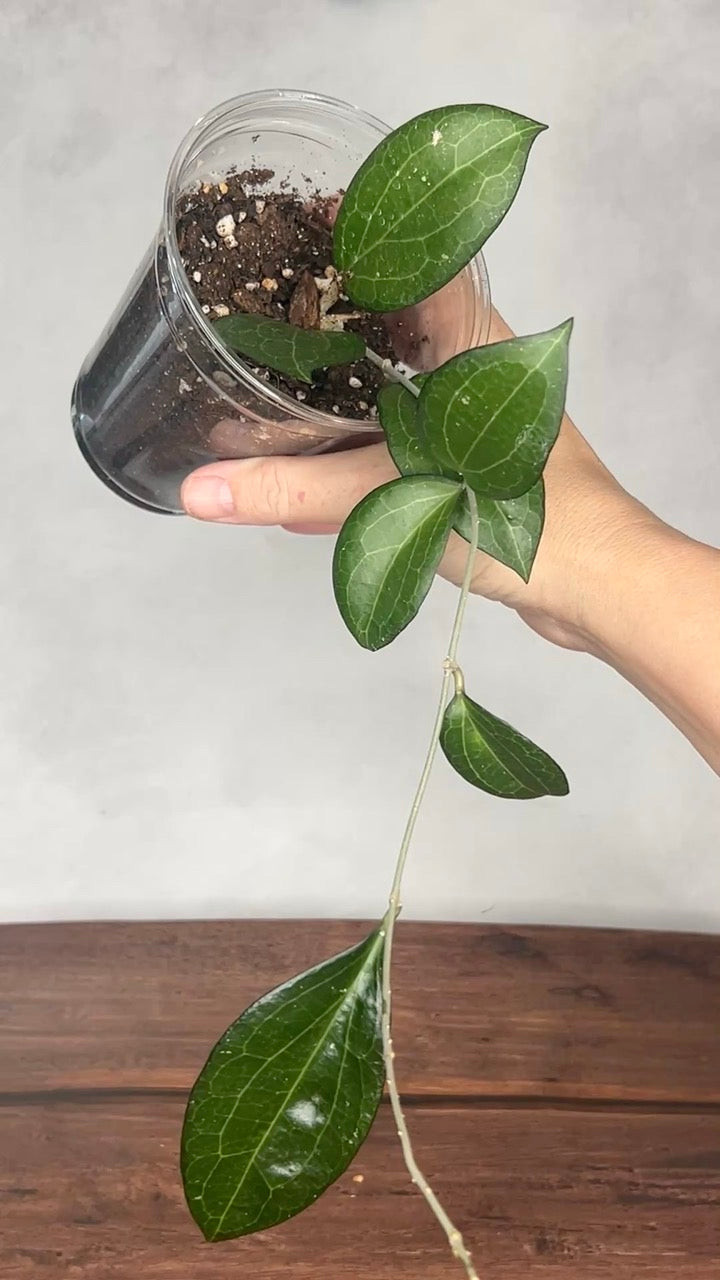 Hoya fitchii orange x fusco marginata