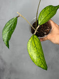 Hoya sp. Germany