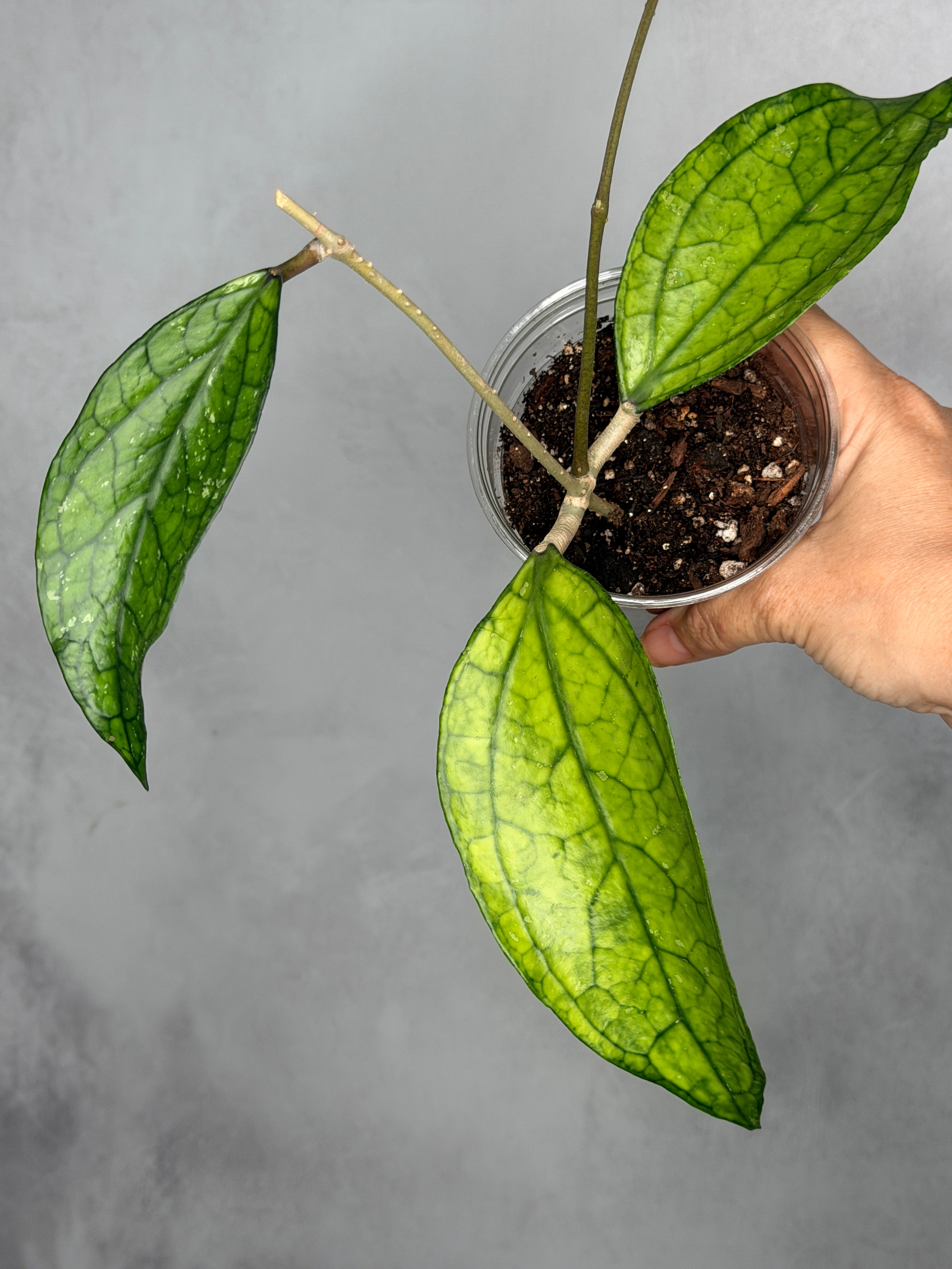 Hoya sp. Germany