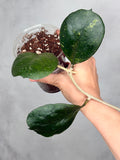 Hoya sp. (Patcharawalai seedling)