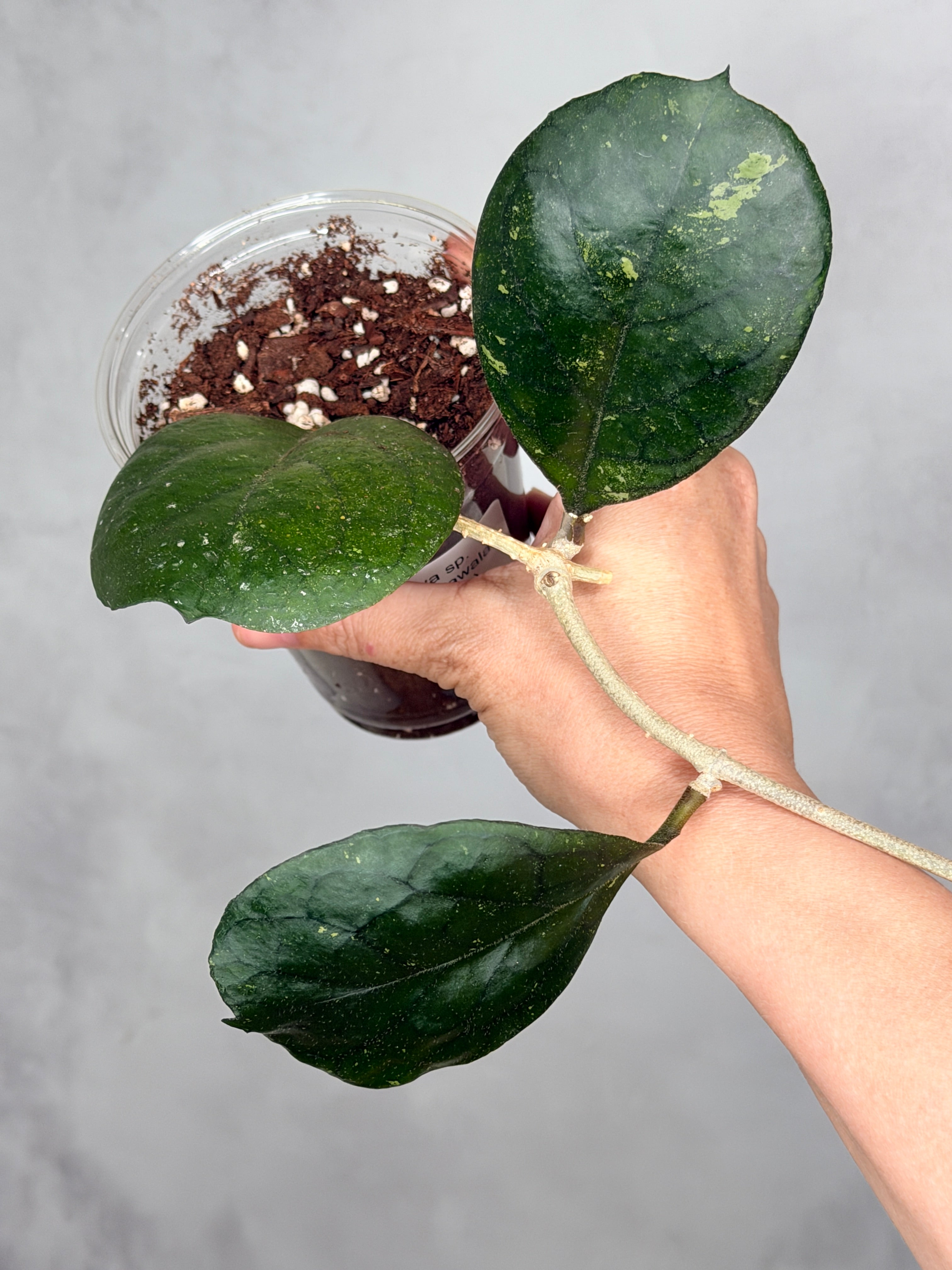 Hoya sp. (Patcharawalai seedling)