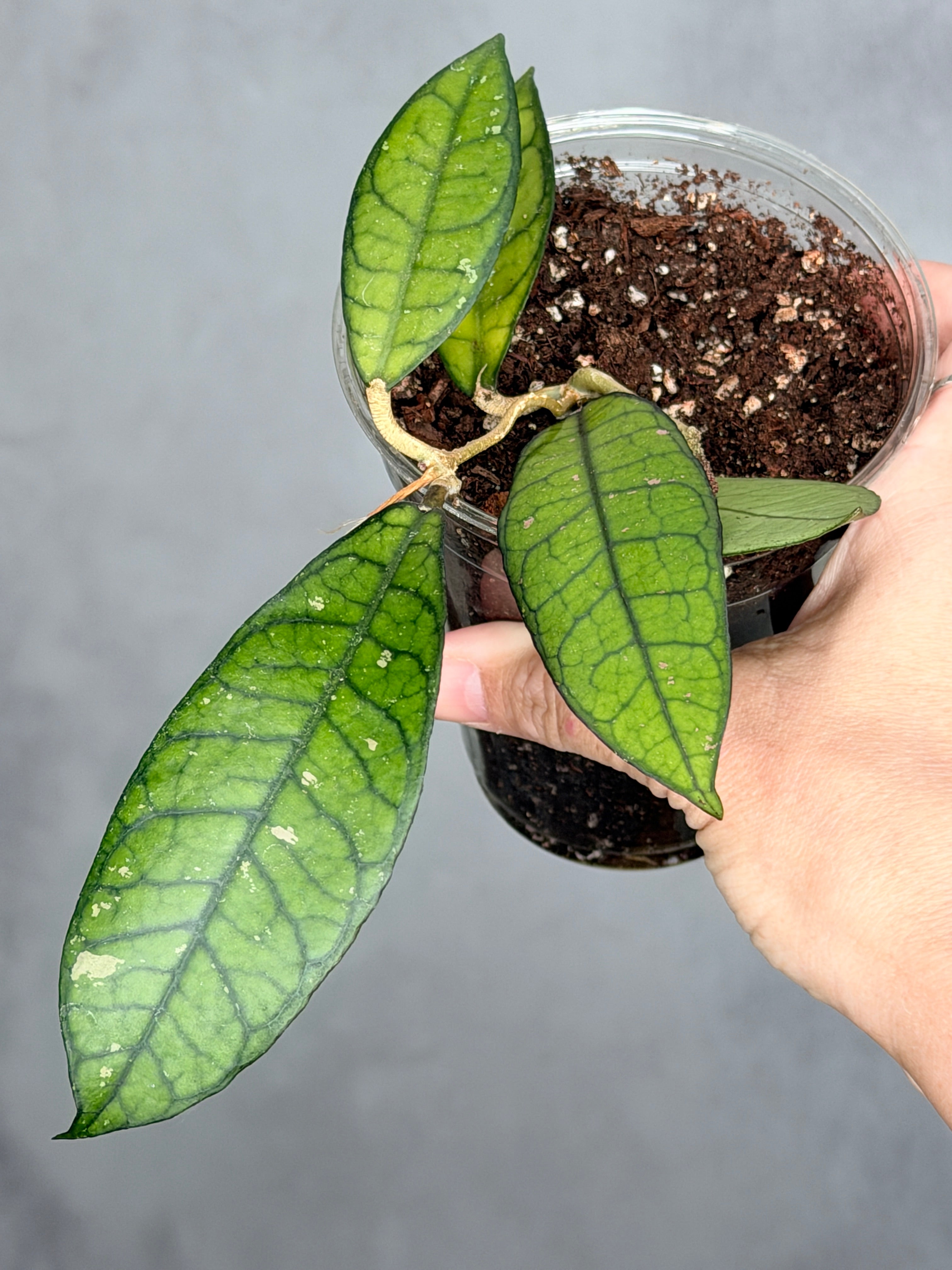 Hoya sp. SS 20-01
