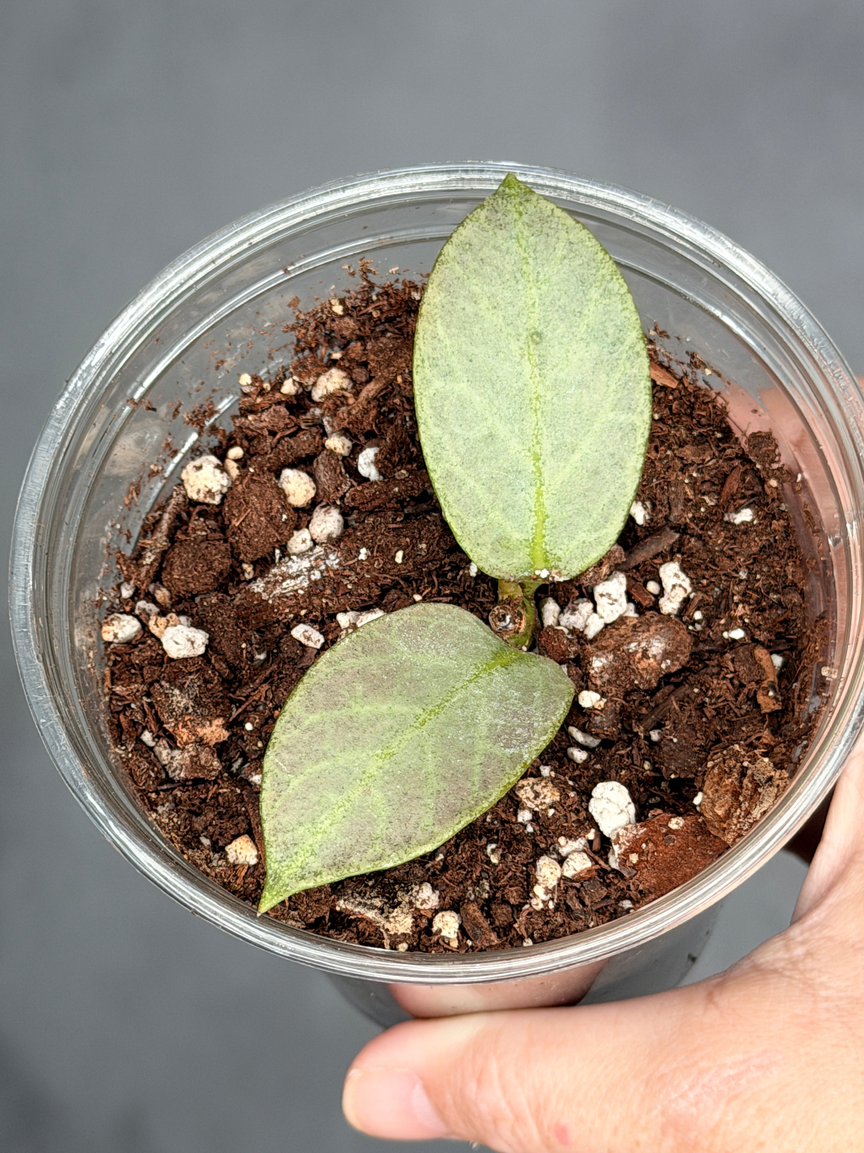 Hoya obscura 'Cryptic Chome'