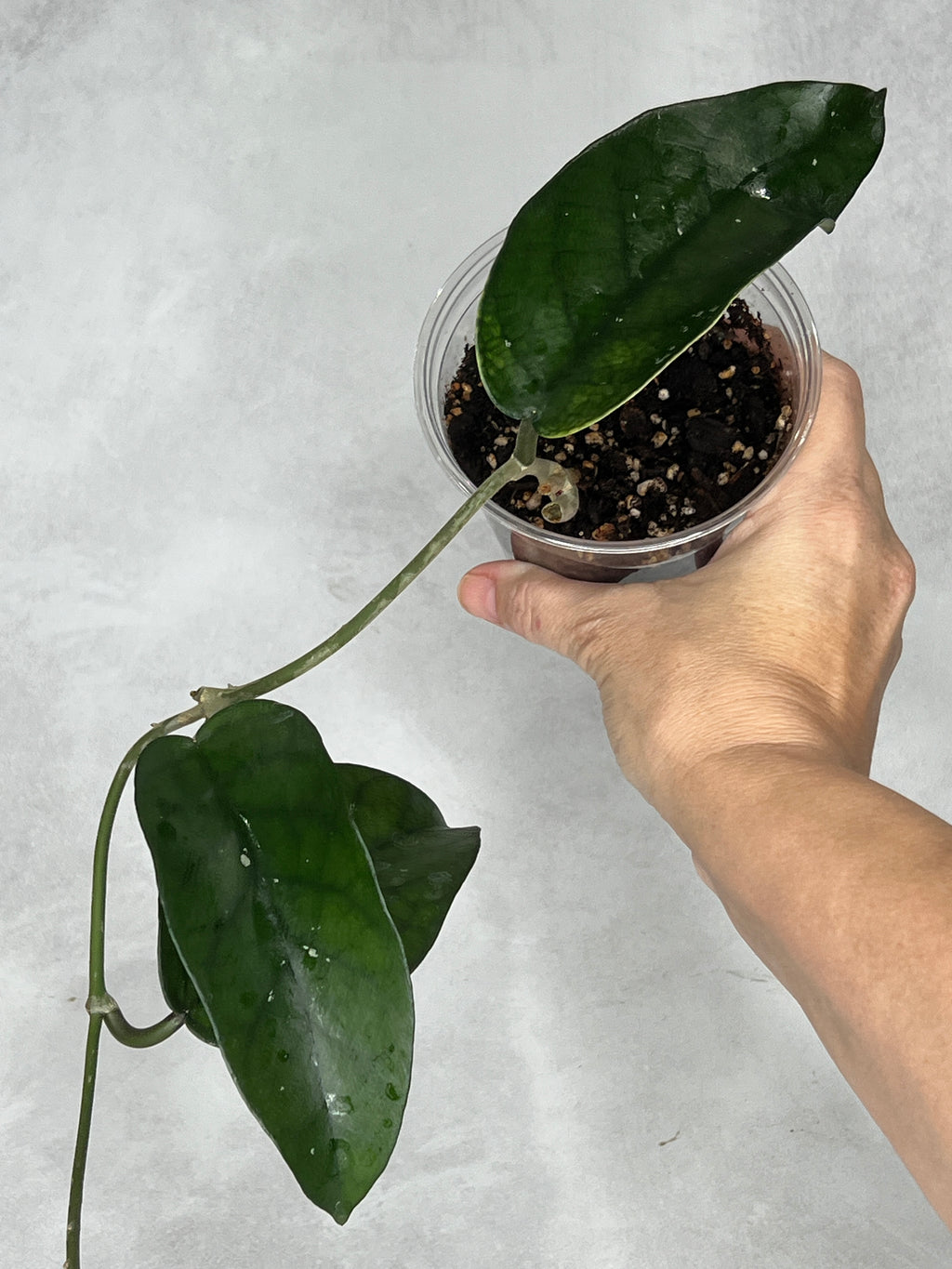 Hoya sp Tam Dao