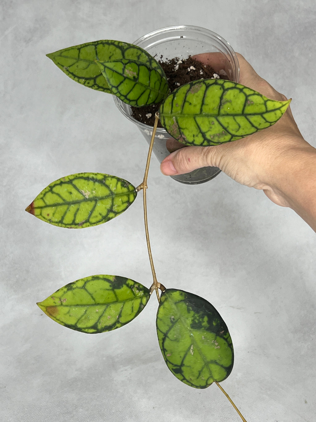 Hoya calistophylla