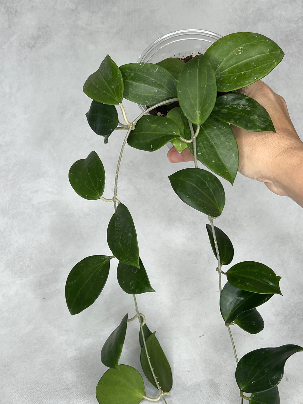 Hoya sp BP-01