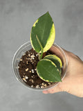 Hoya ‘Para Albo’