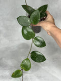 Hoya sp. 851