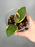 Hoya ‘Para Albo’