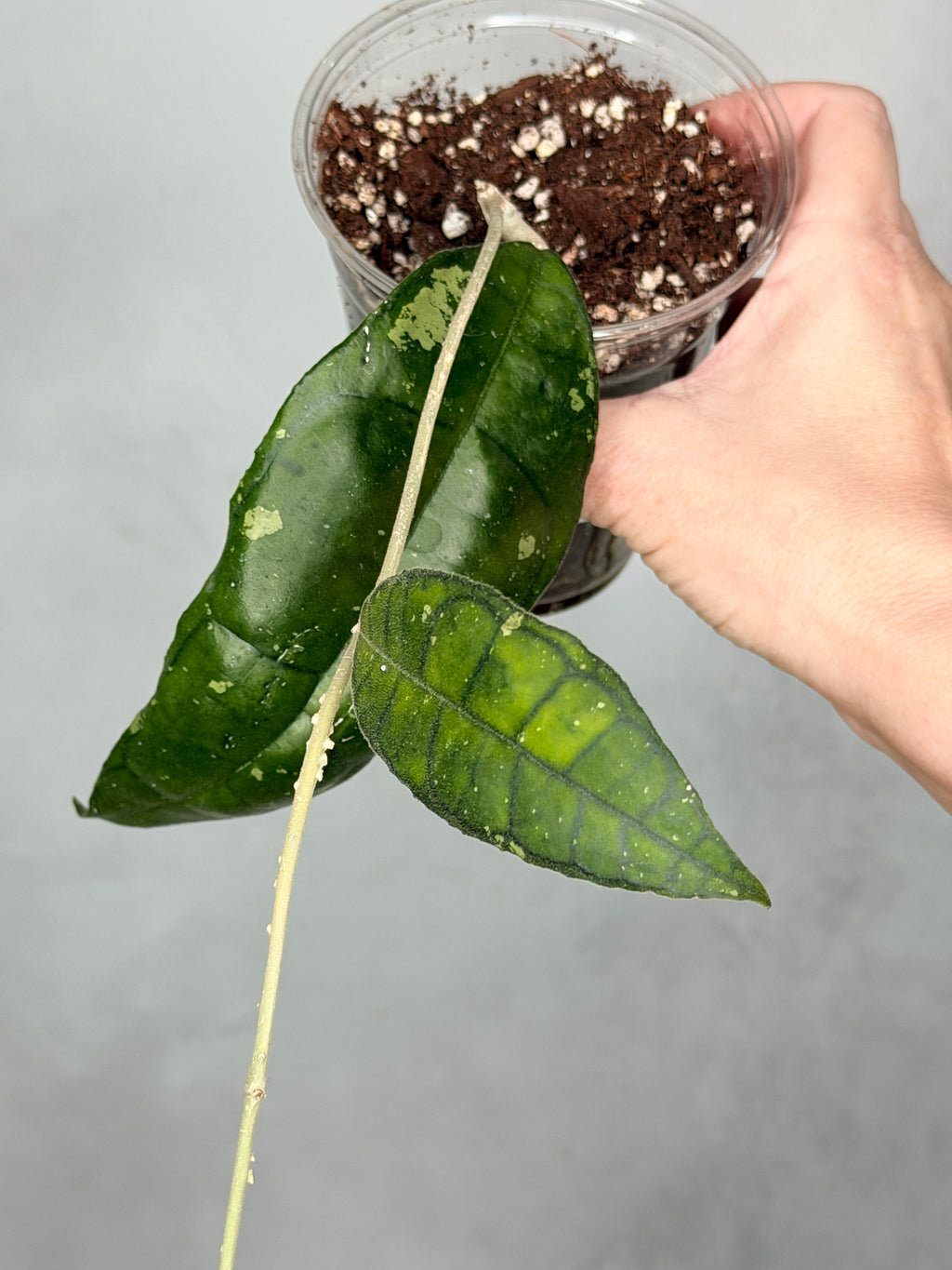 Hoya sp. Nong Nooch