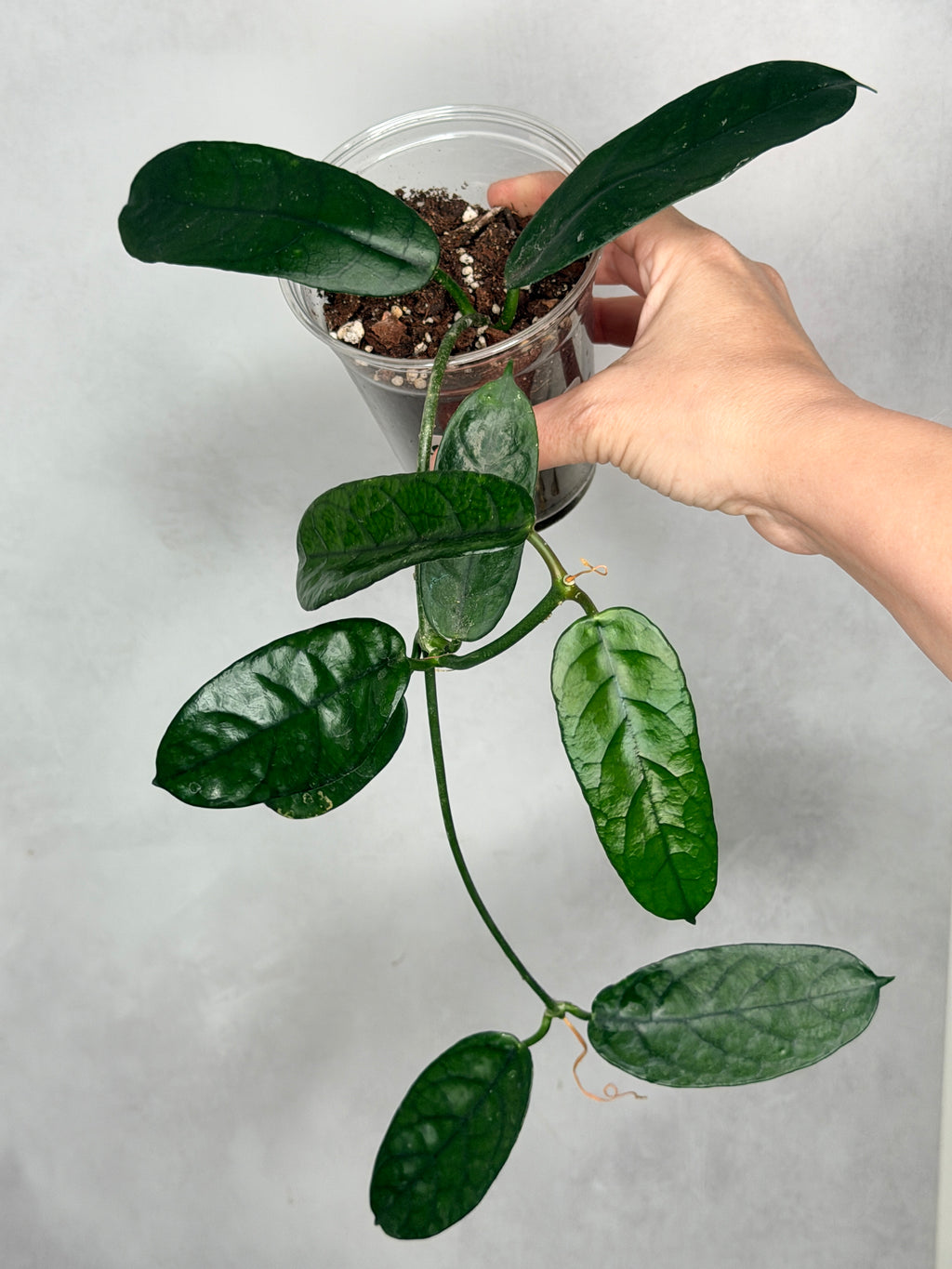 Hoya motuoensis