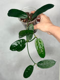 Hoya motuoensis