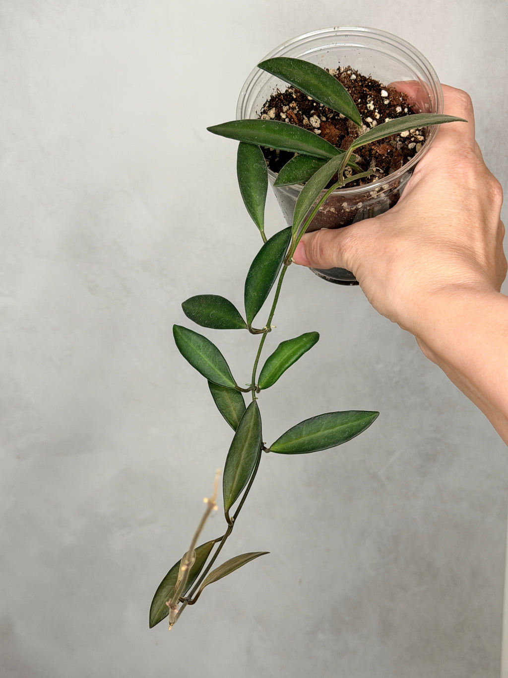 Hoya anncajanoae