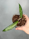 Hoya sp. Loei Province