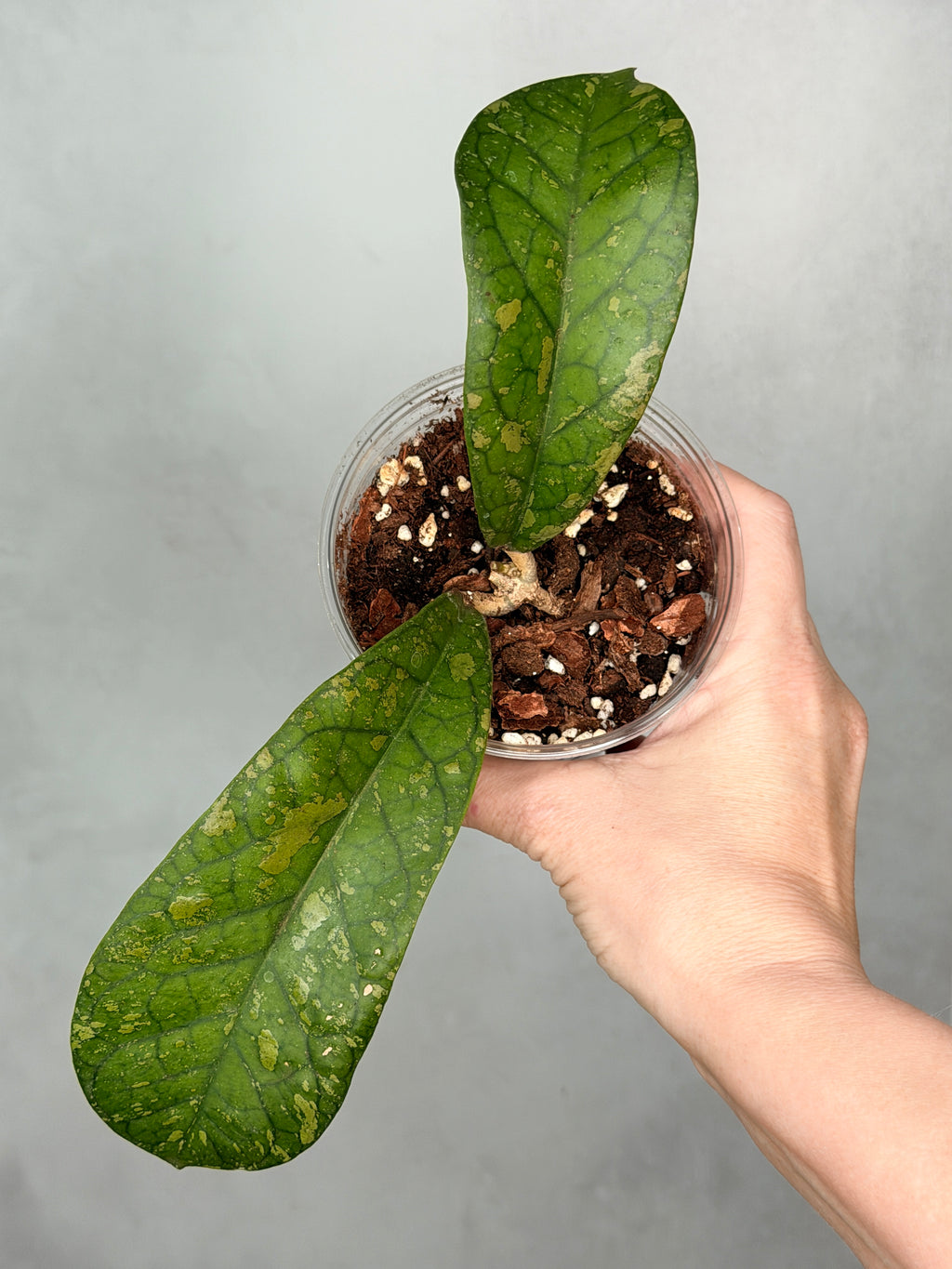 Hoya ‘Siapran’ (leonensis x aff forbessii)