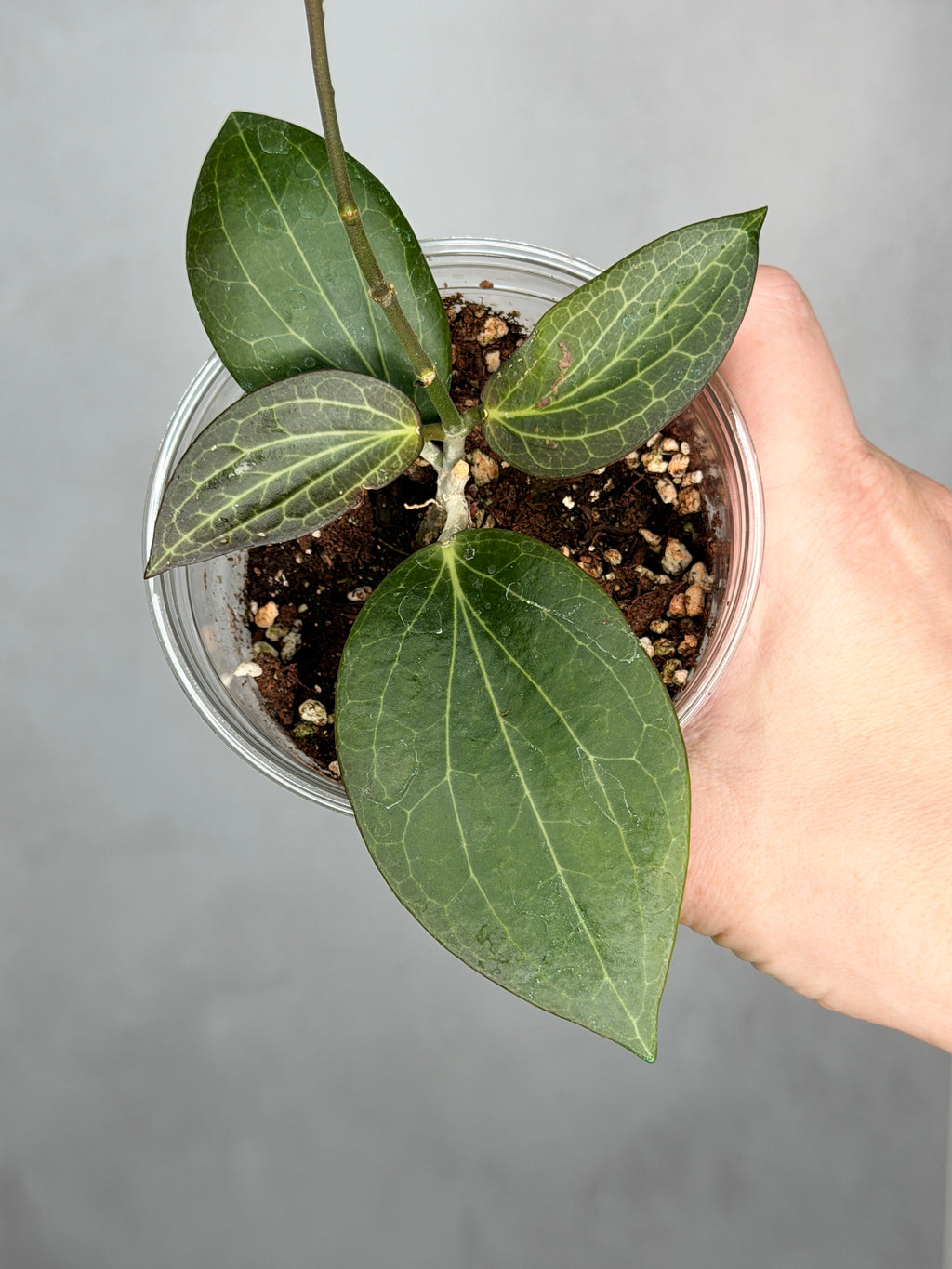 Hoya hellwigiana