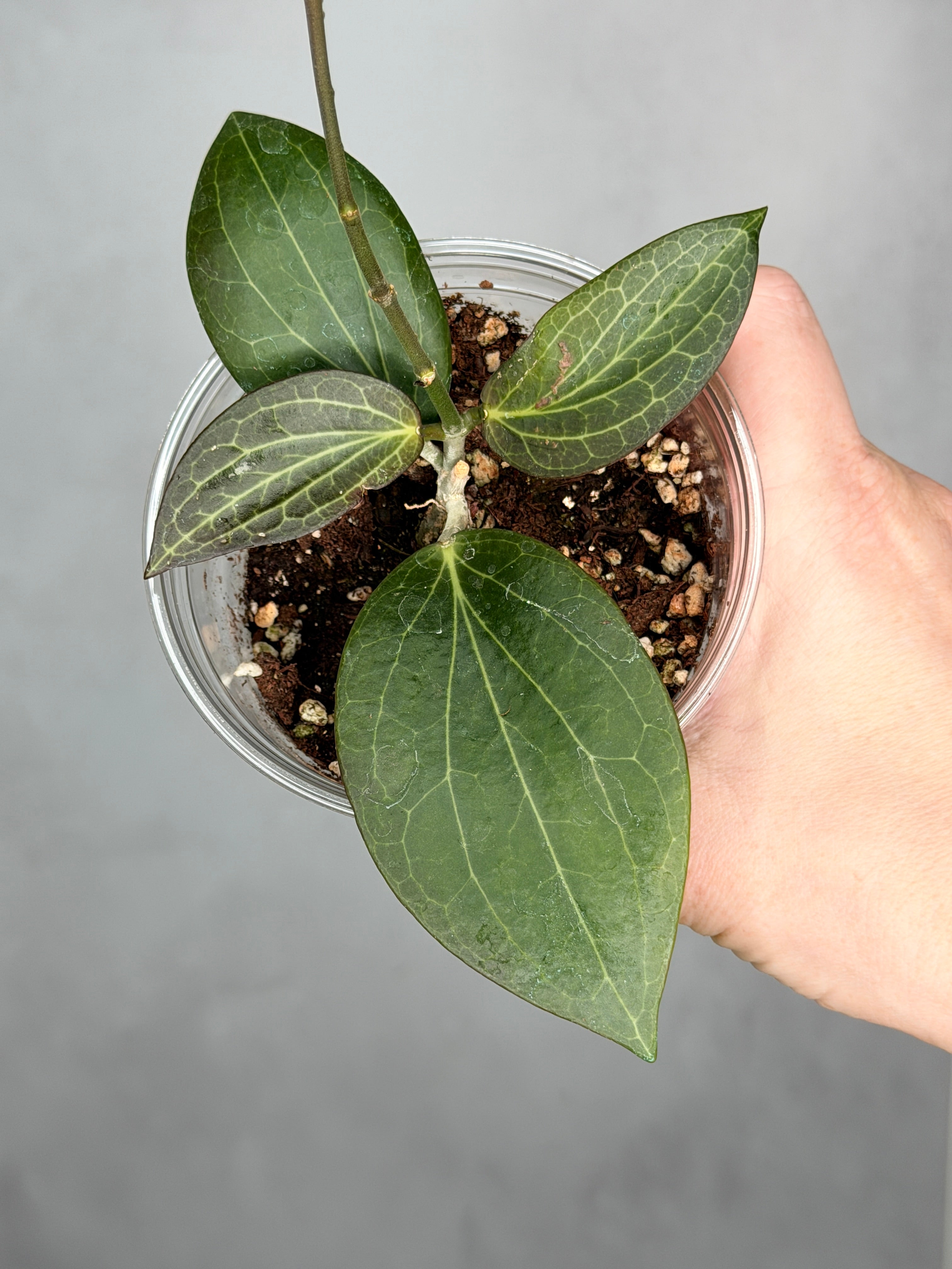 Hoya hellwigiana