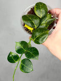 Hoya obscura (outer variegated)