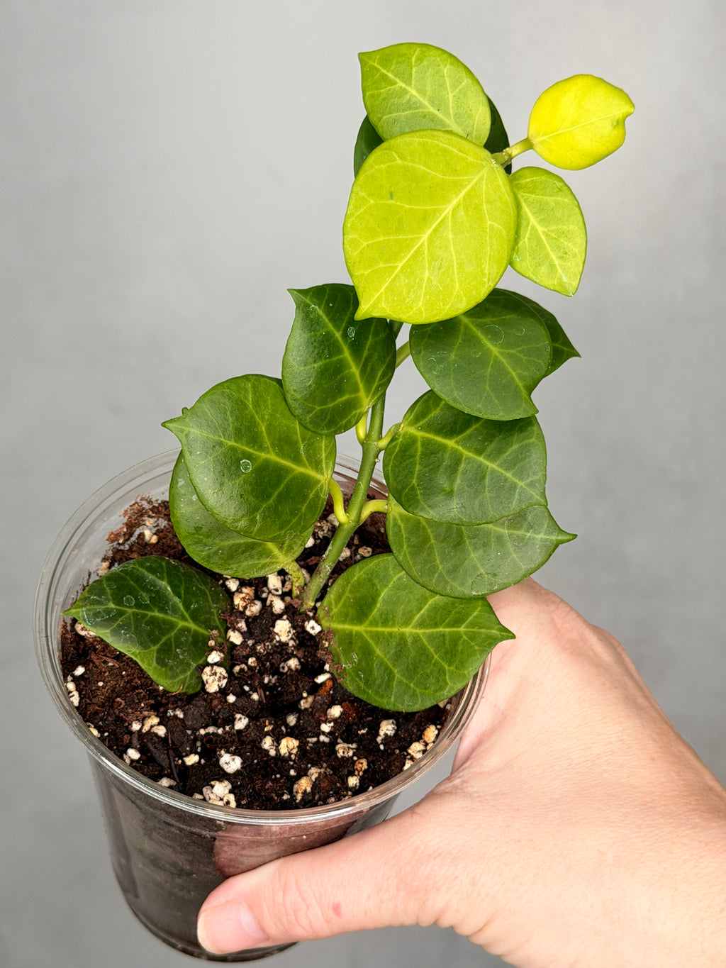 Hoya obscura (outer variegated)