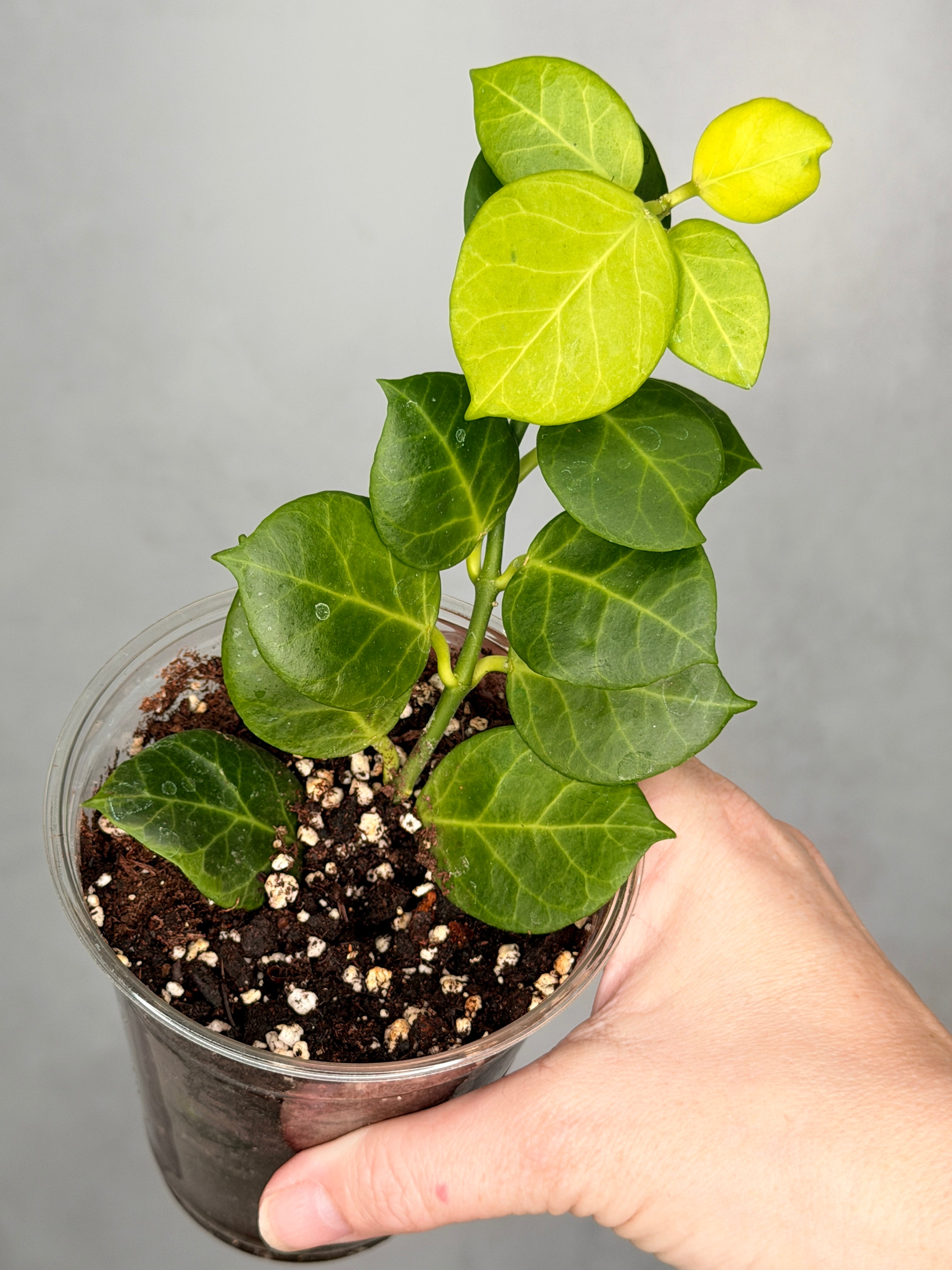 Hoya obscura (outer variegated)