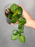 Hoya obscura (outer variegated)