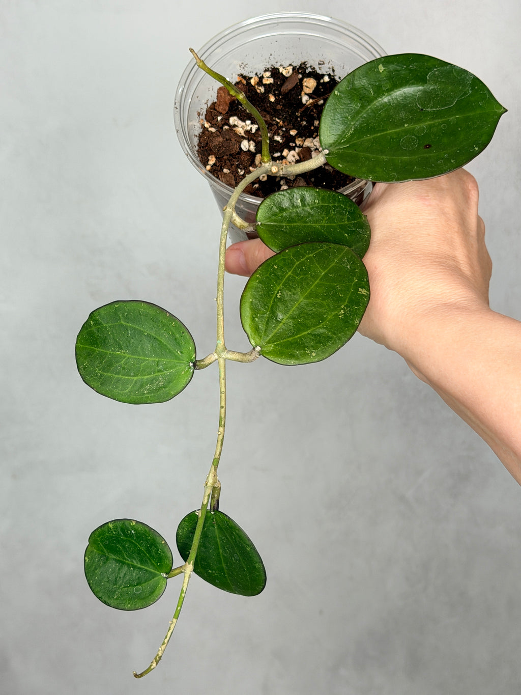 Hoya sp. Da Lat