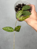 Hoya elliptica (splash)